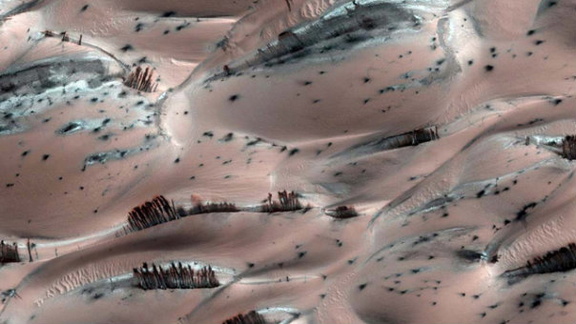 أشجار على سطح المريخ